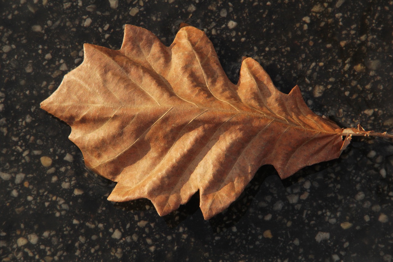 leaf ground autumn free photo