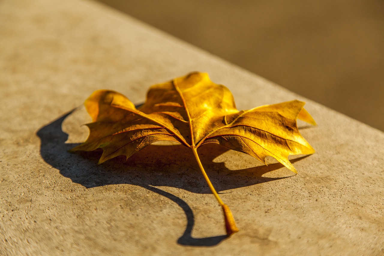 leaf autumn nature free photo