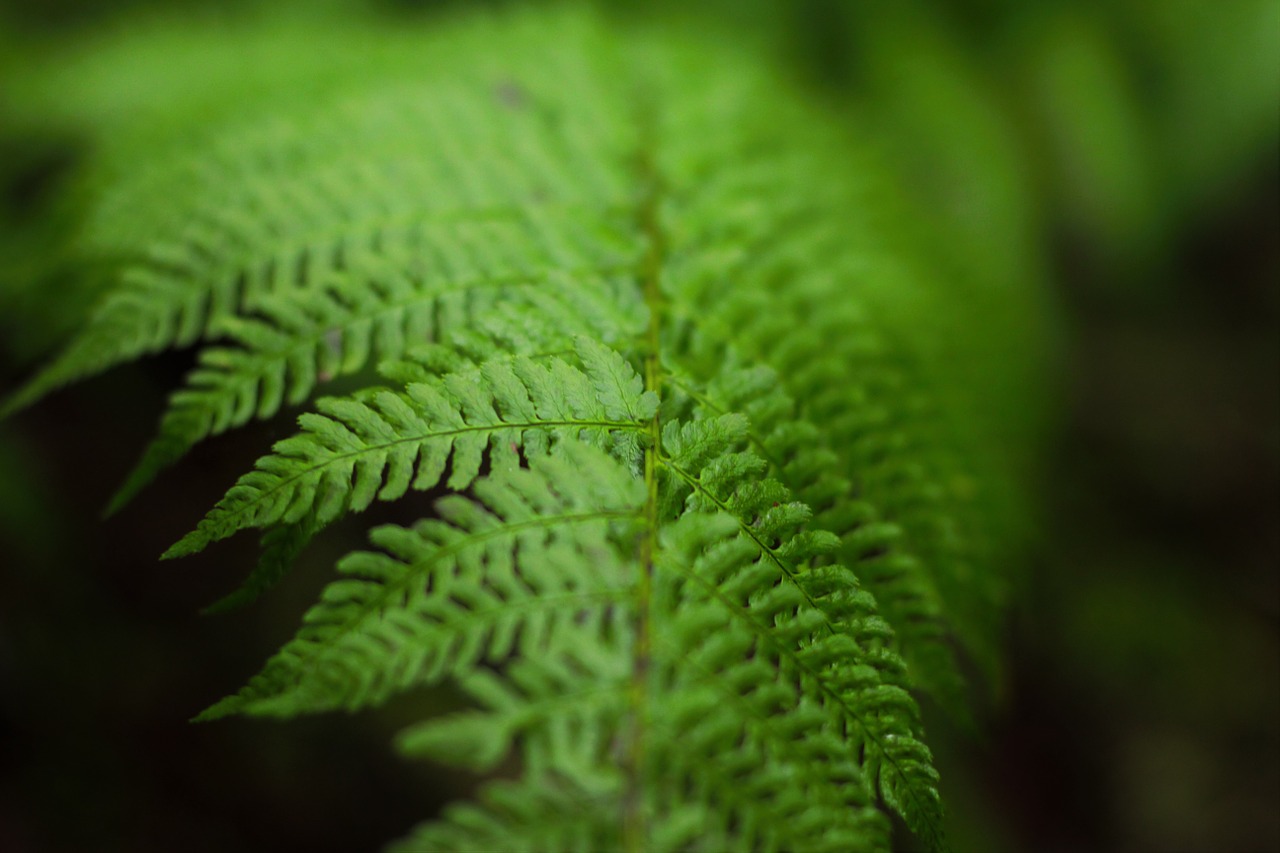 leaf fern green free photo