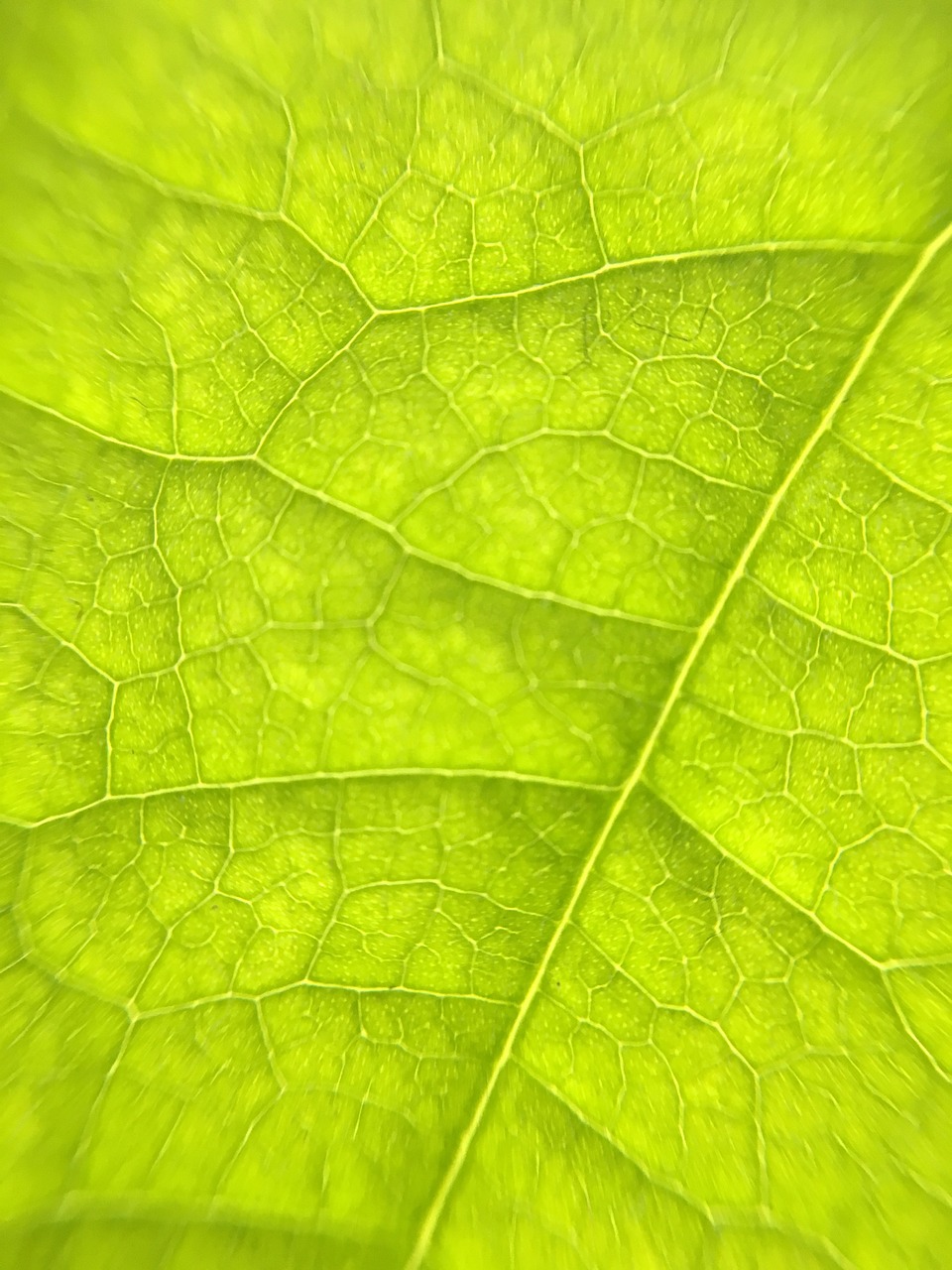 leaf macro veins free photo