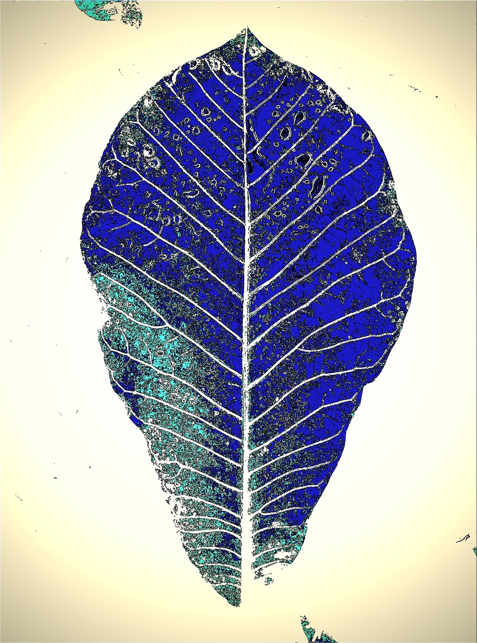 leaf blue art free photo