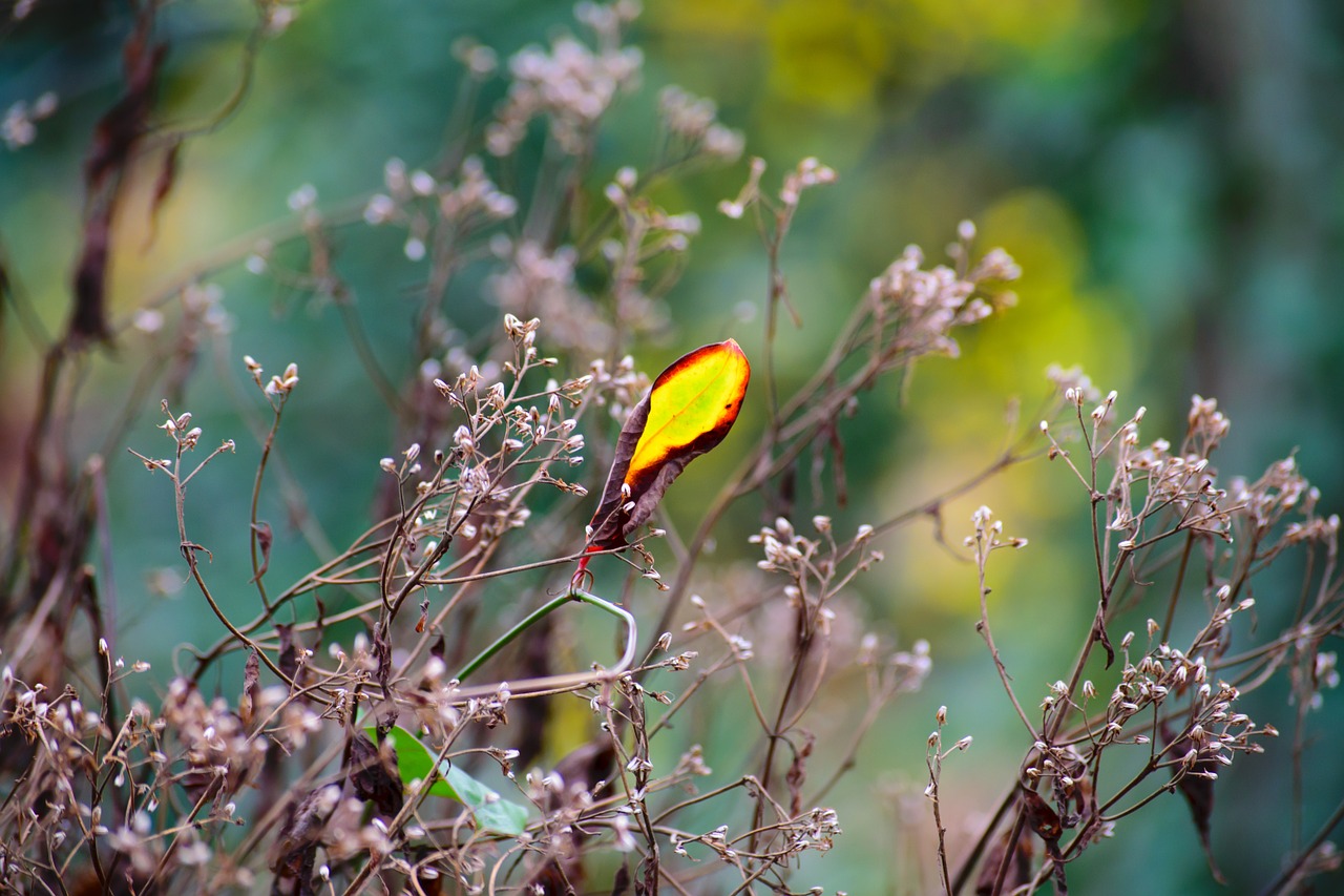 leaf nature flower free photo