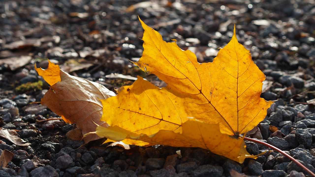 leaf autumn color free photo