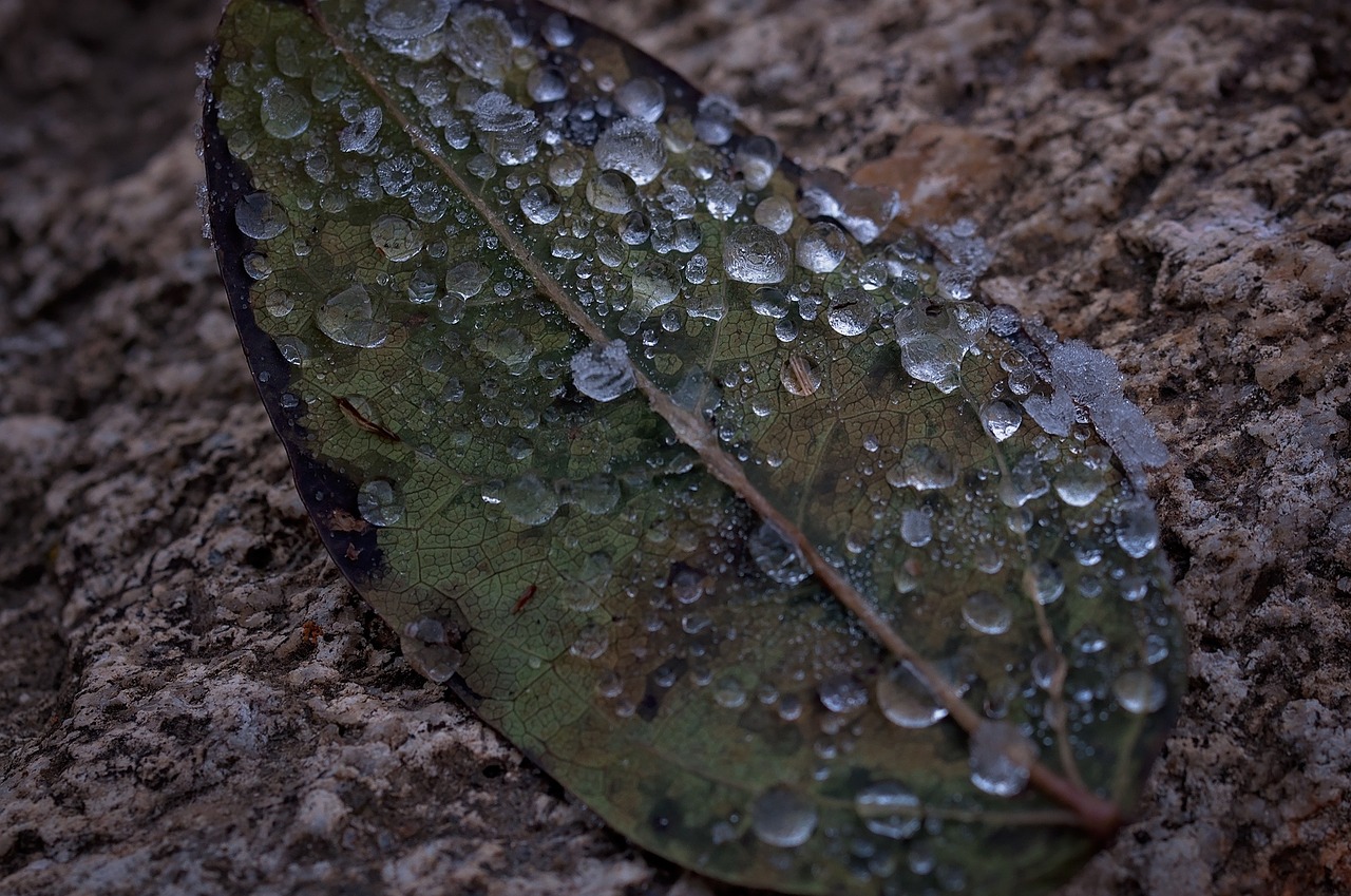 leaf drop of water frozen free photo