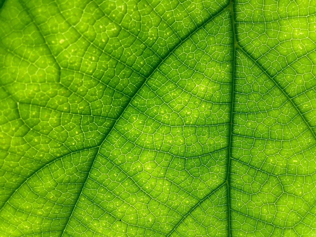 leaf green close up free photo