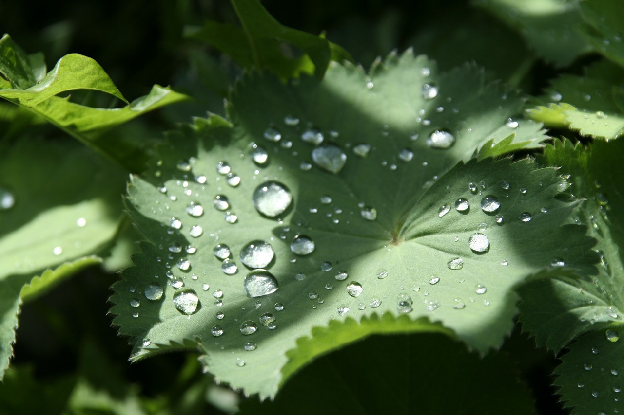 leaf drip green plant free photo