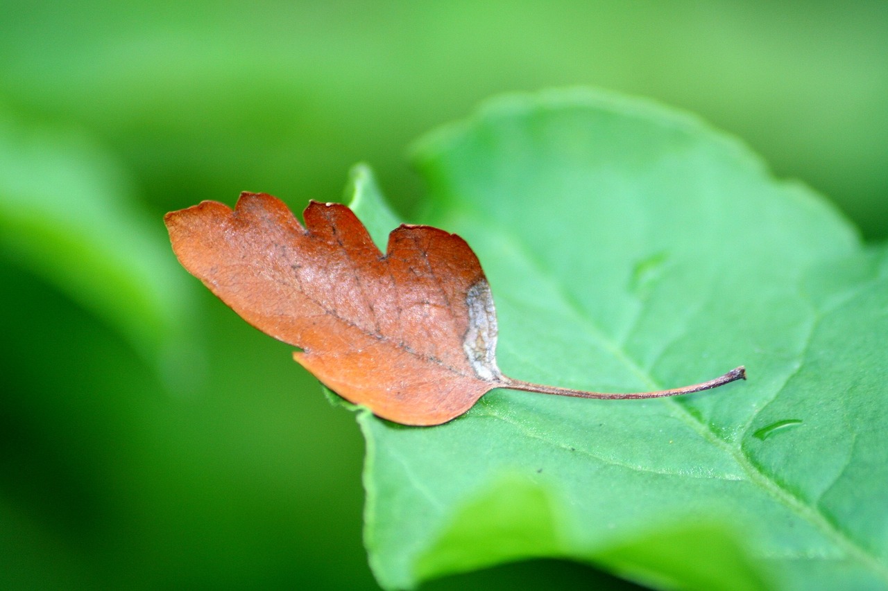 leaf nature brown free photo