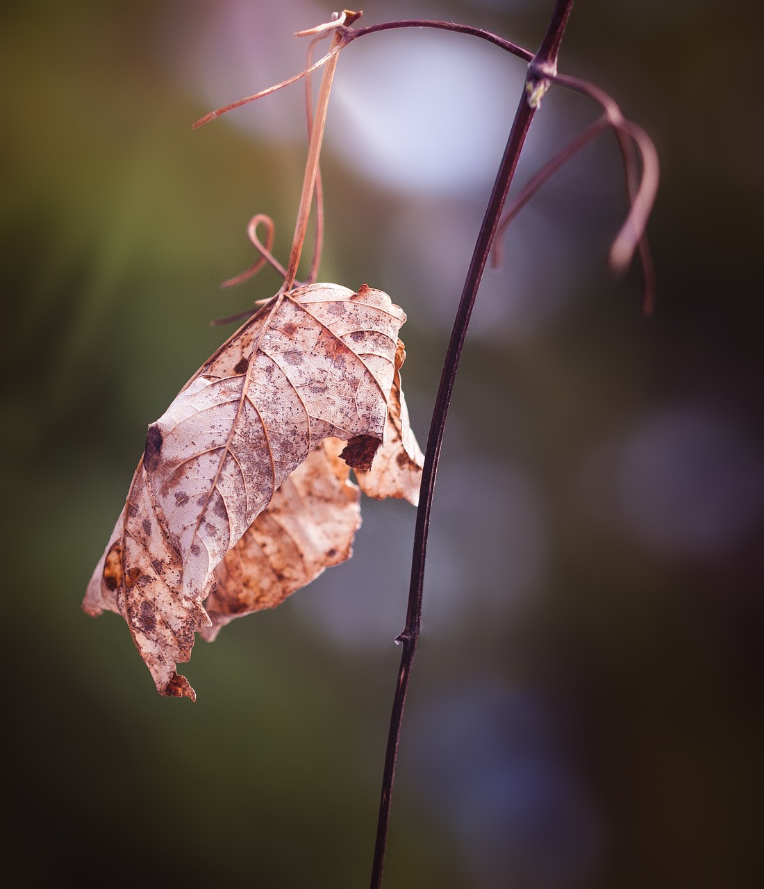 leaf dry withered free photo