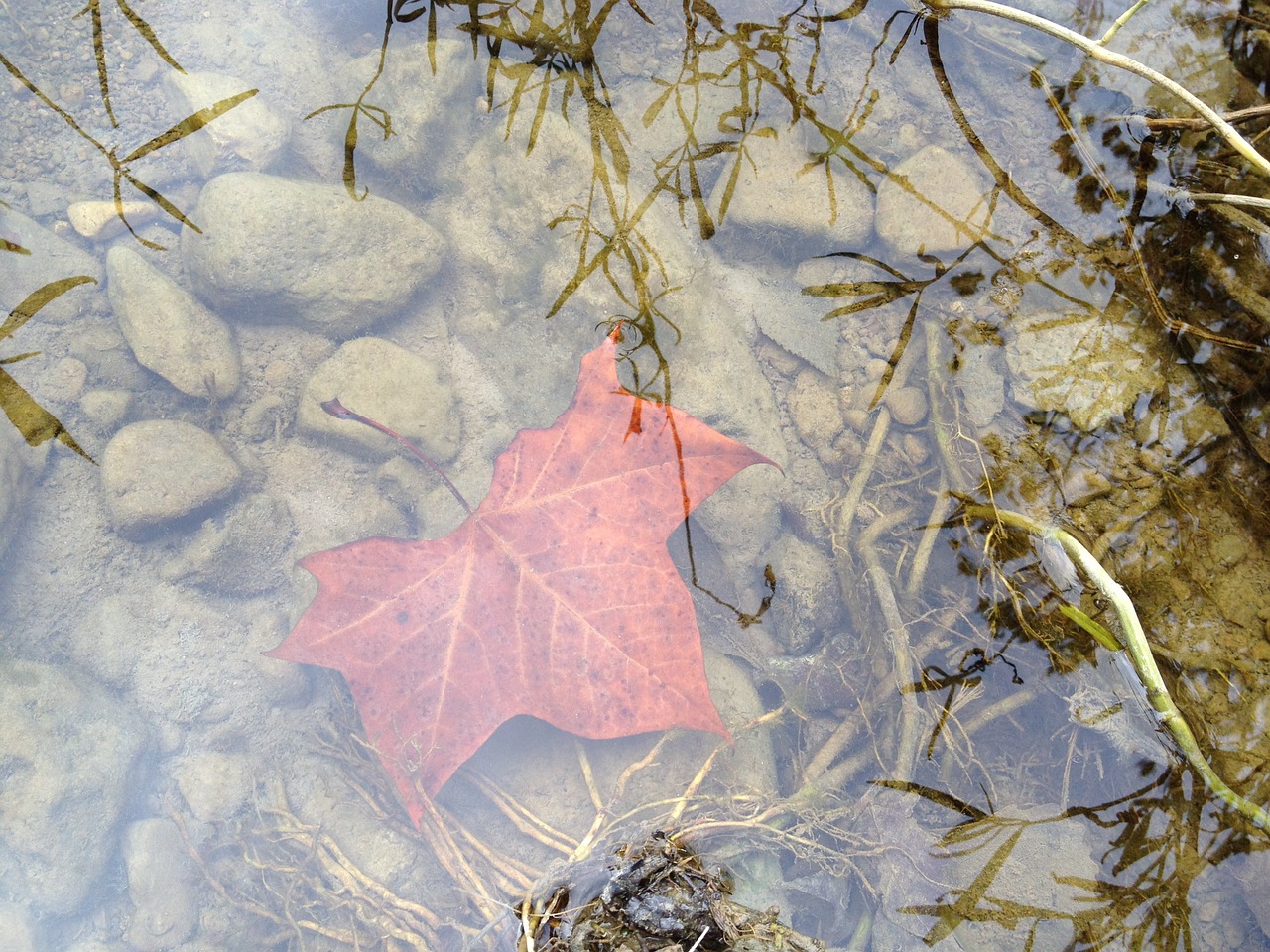 leaf water clear free photo