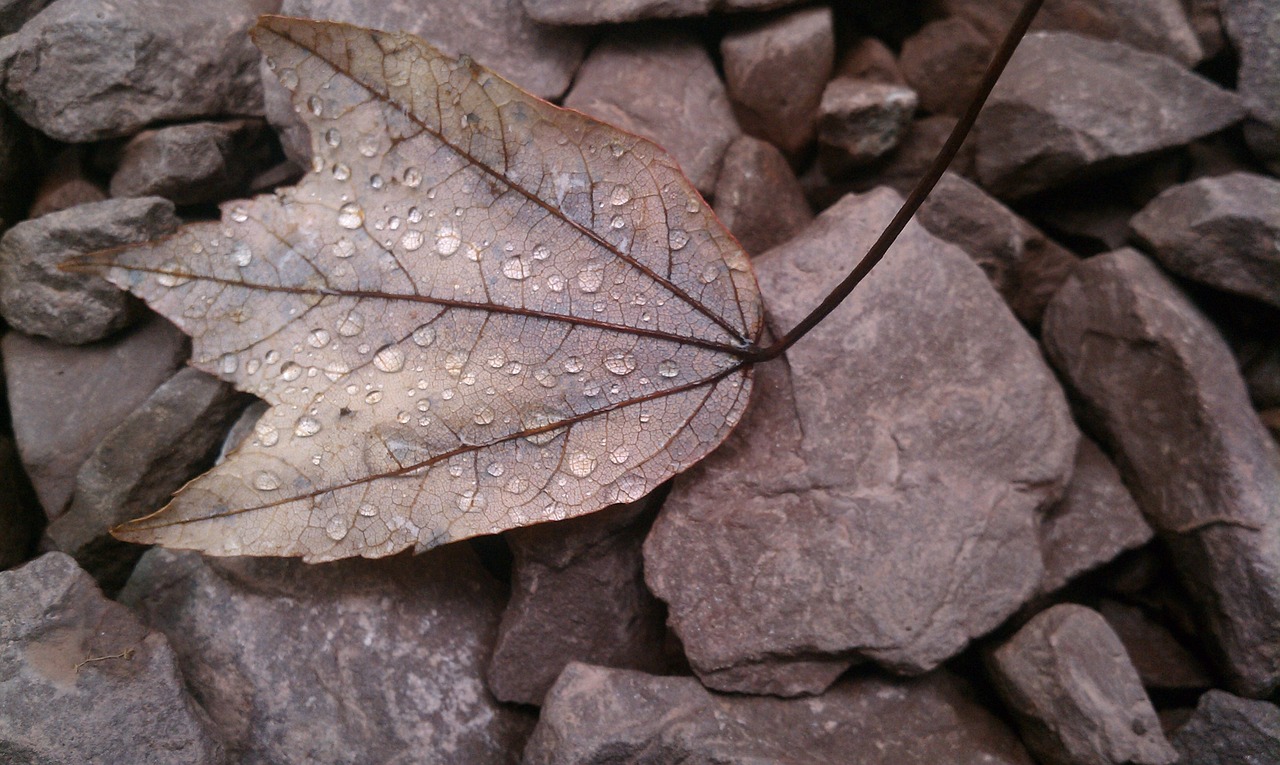 leaf fall dead free photo