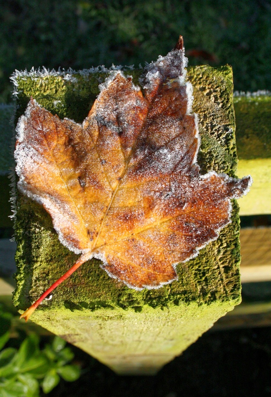 leaf frost fence post free photo