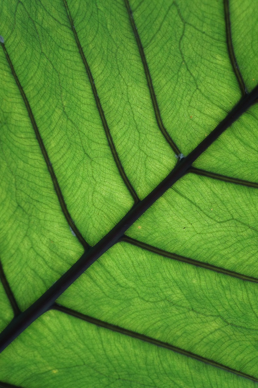 leaf close palm free photo