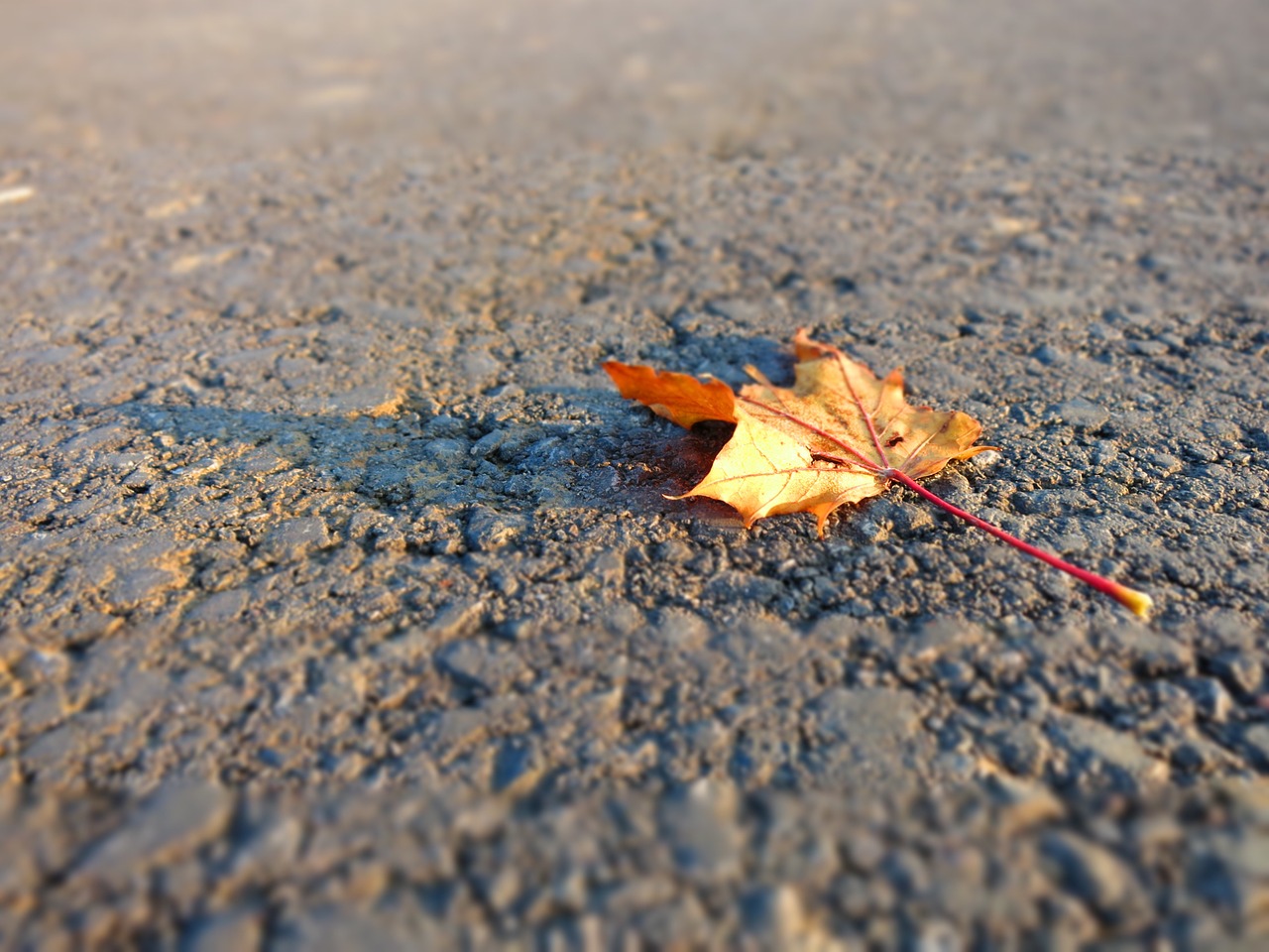 leaf autumn leaves free photo