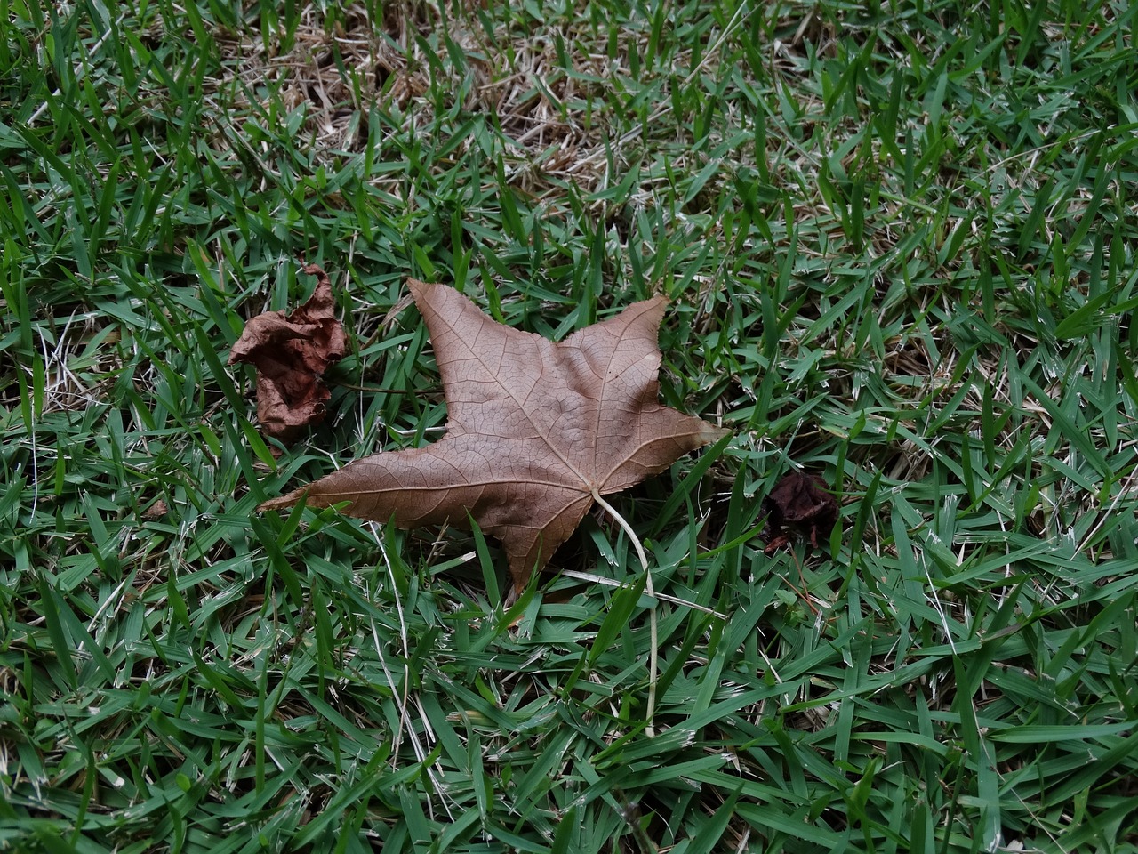 leaf nature grass free photo