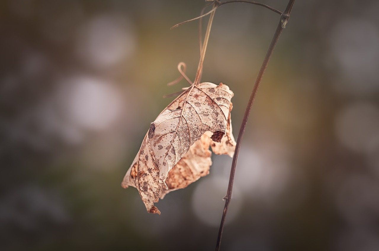 leaf autumn leaf leaves free photo