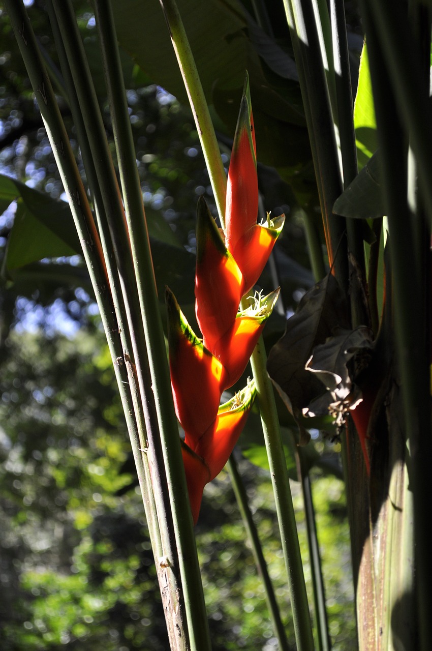 leaf plant botanical garden free photo