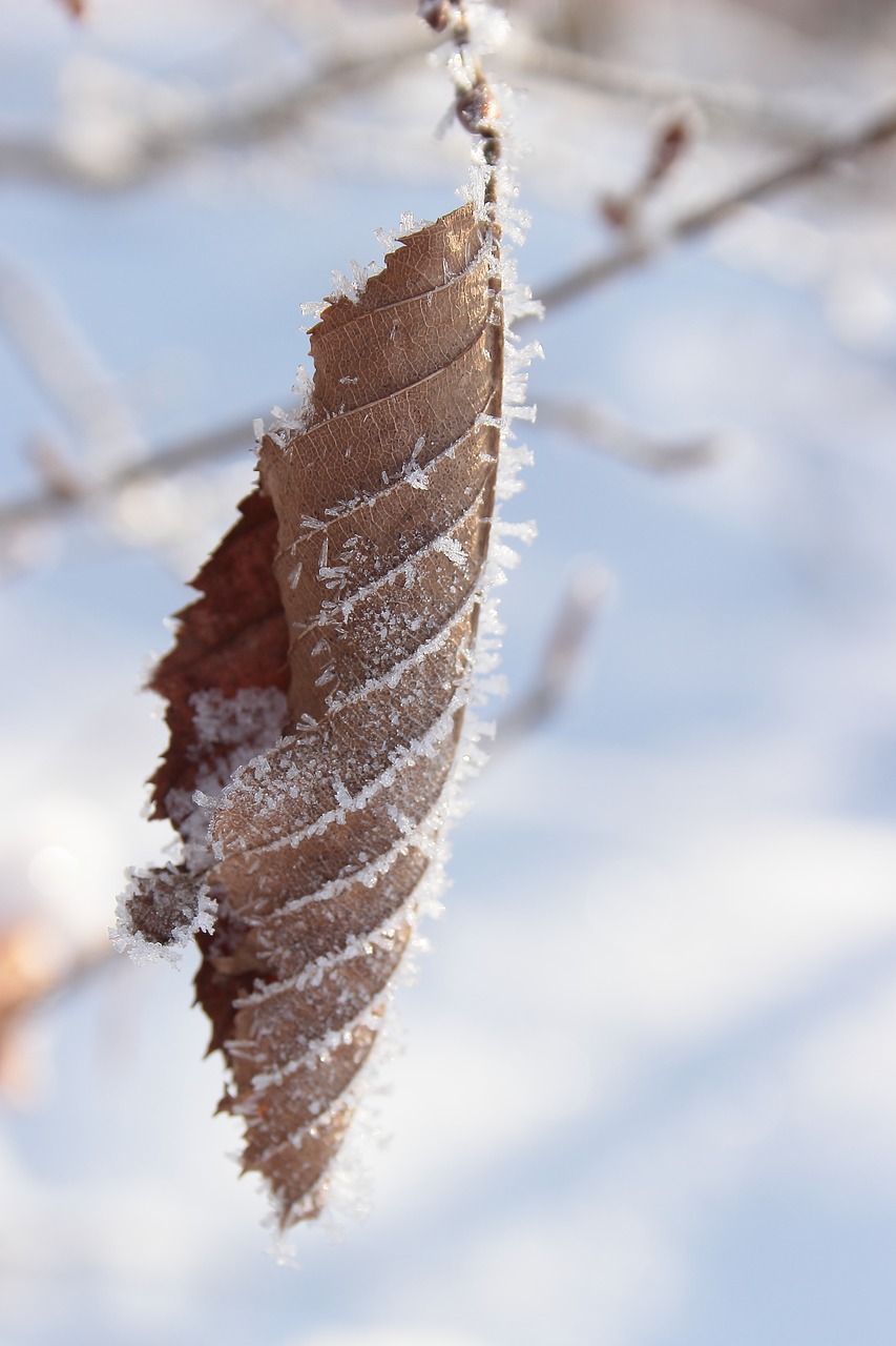 leaf frost frozen free photo