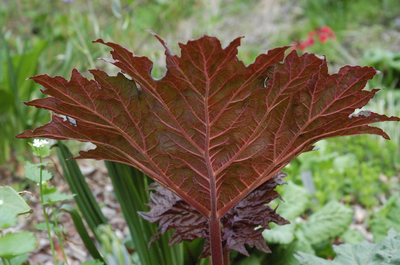 leaf botanical spring free photo