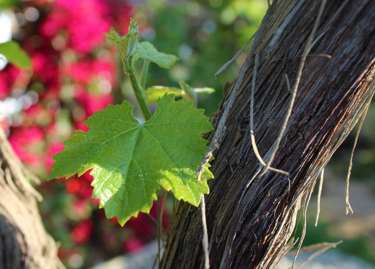 leaf grape vine free photo