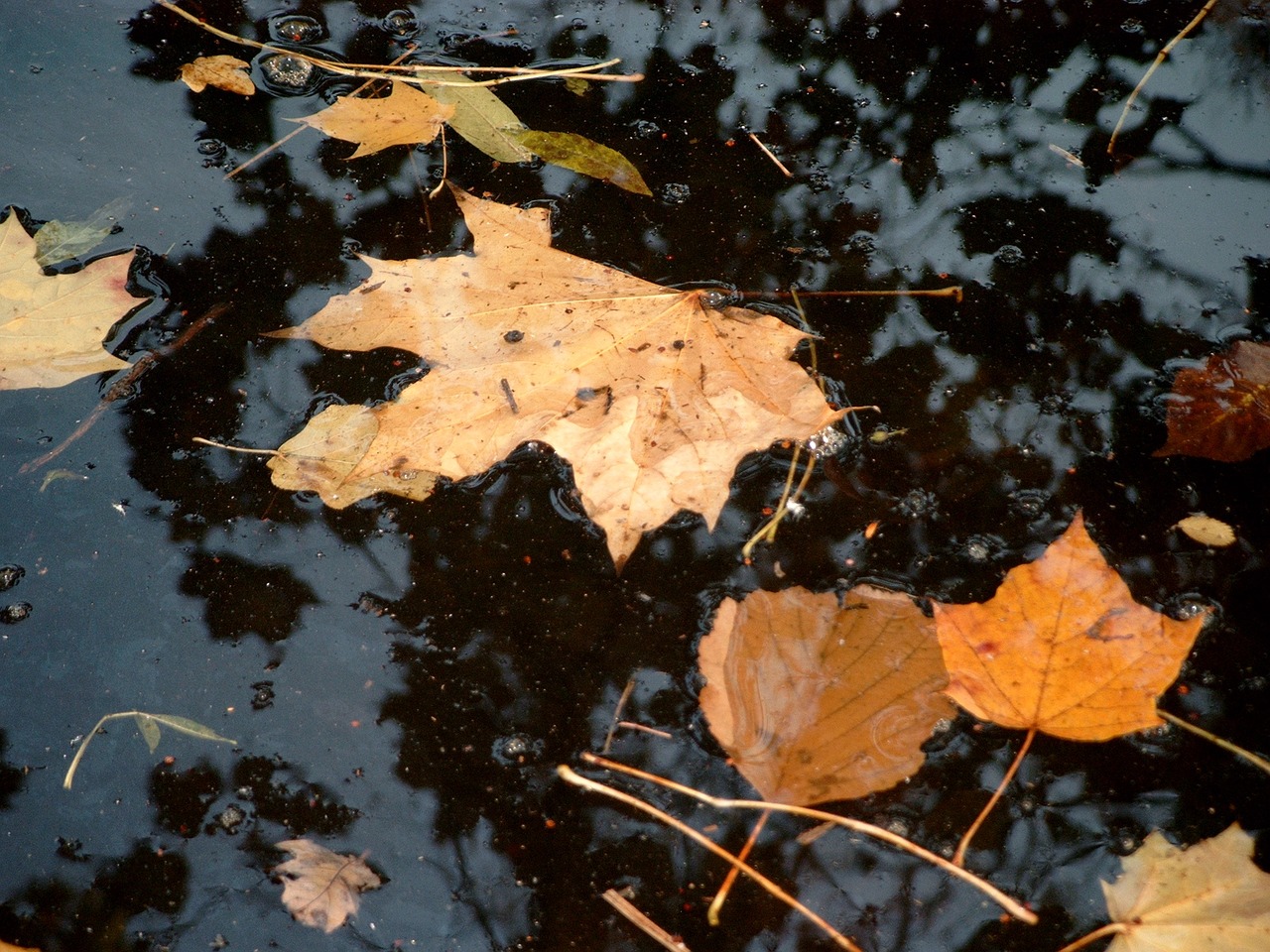 leaves autumn landscape nature free photo