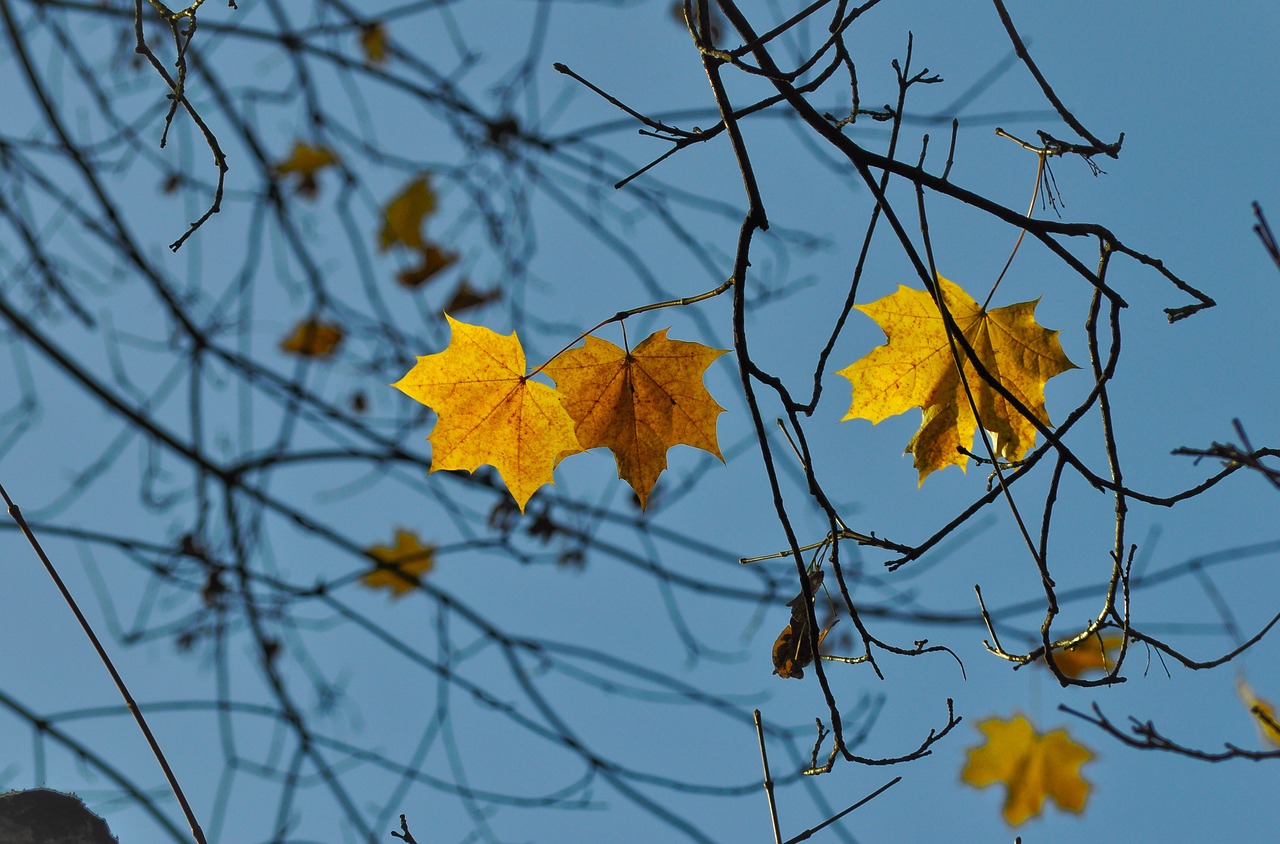 leaf maple sunlight free photo