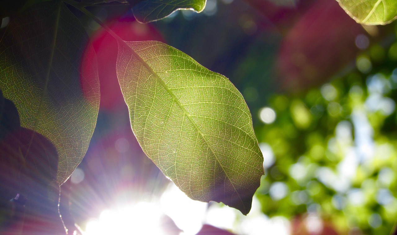 leaf leaves sun rays free photo