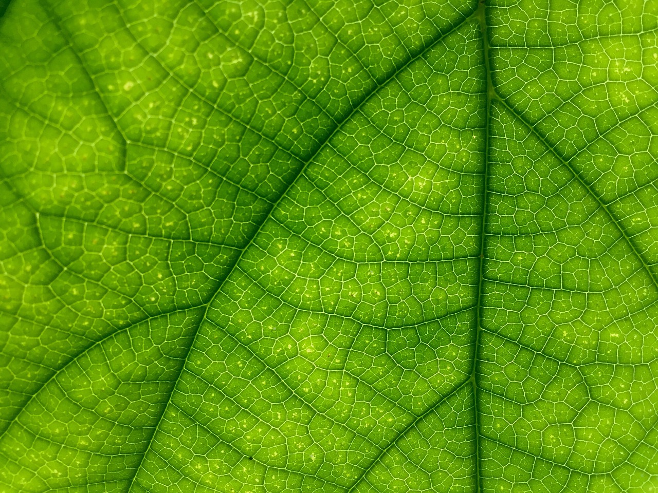 leaf green macro free photo