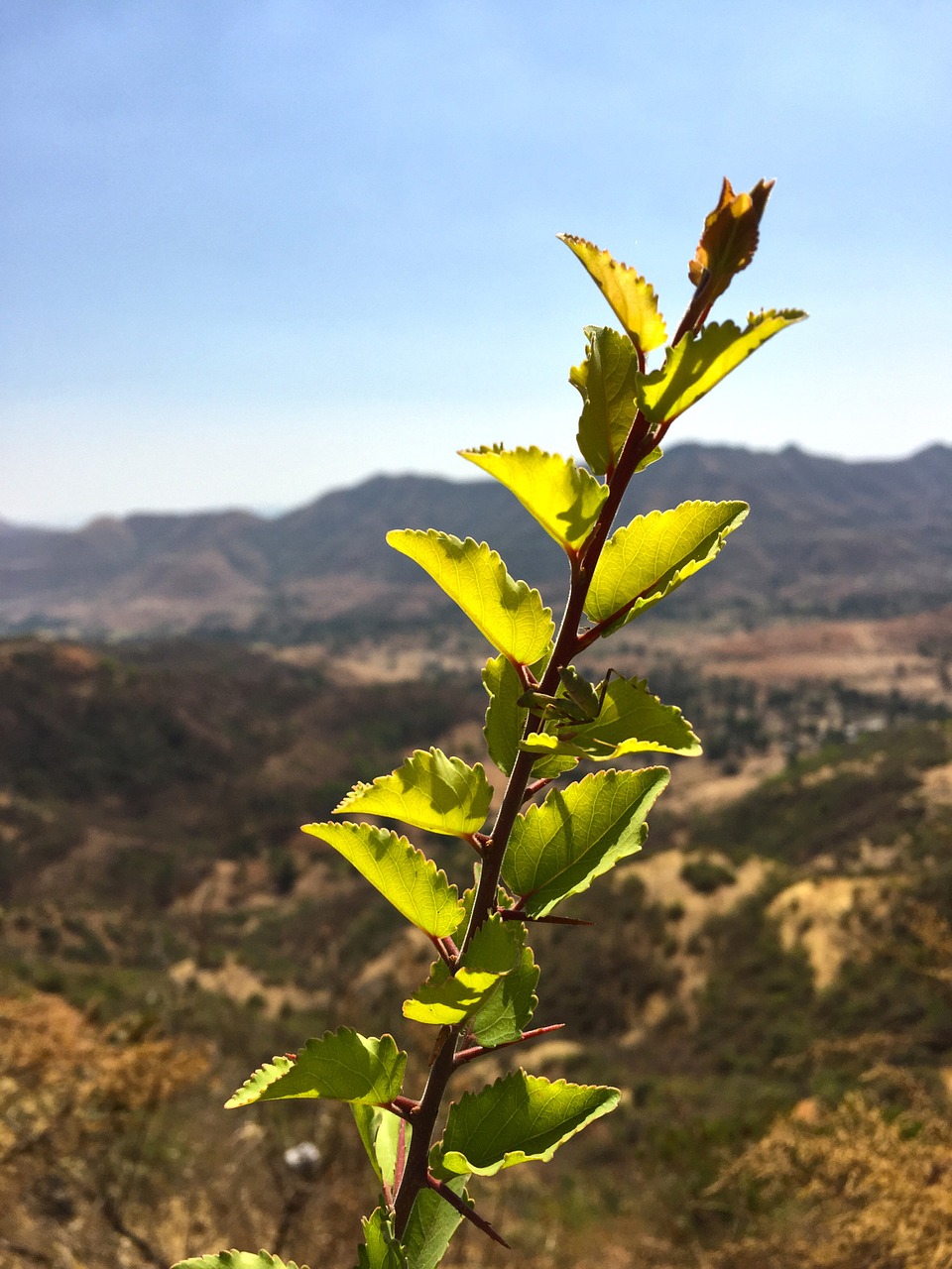 leaf plant nature free photo