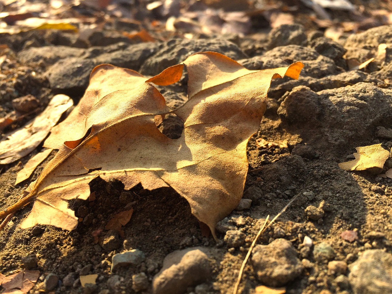 leaf petal bloom free photo