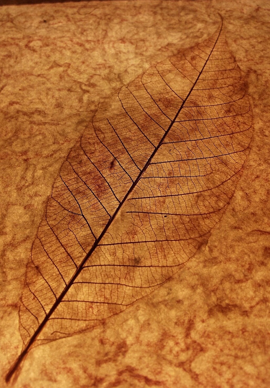 leaf leaf skeleton leaf veins free photo