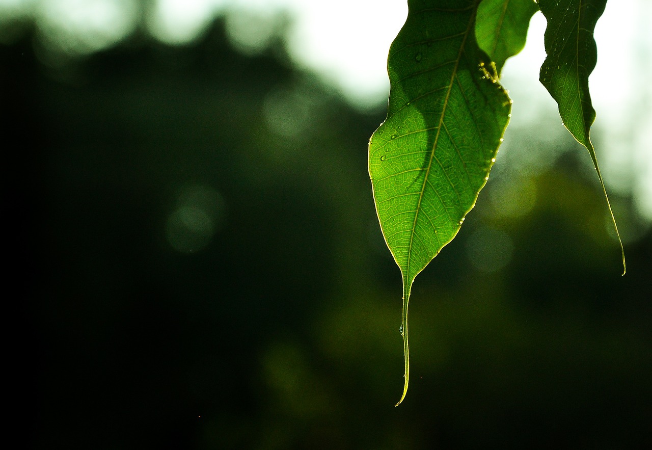 leaf nature textures free photo