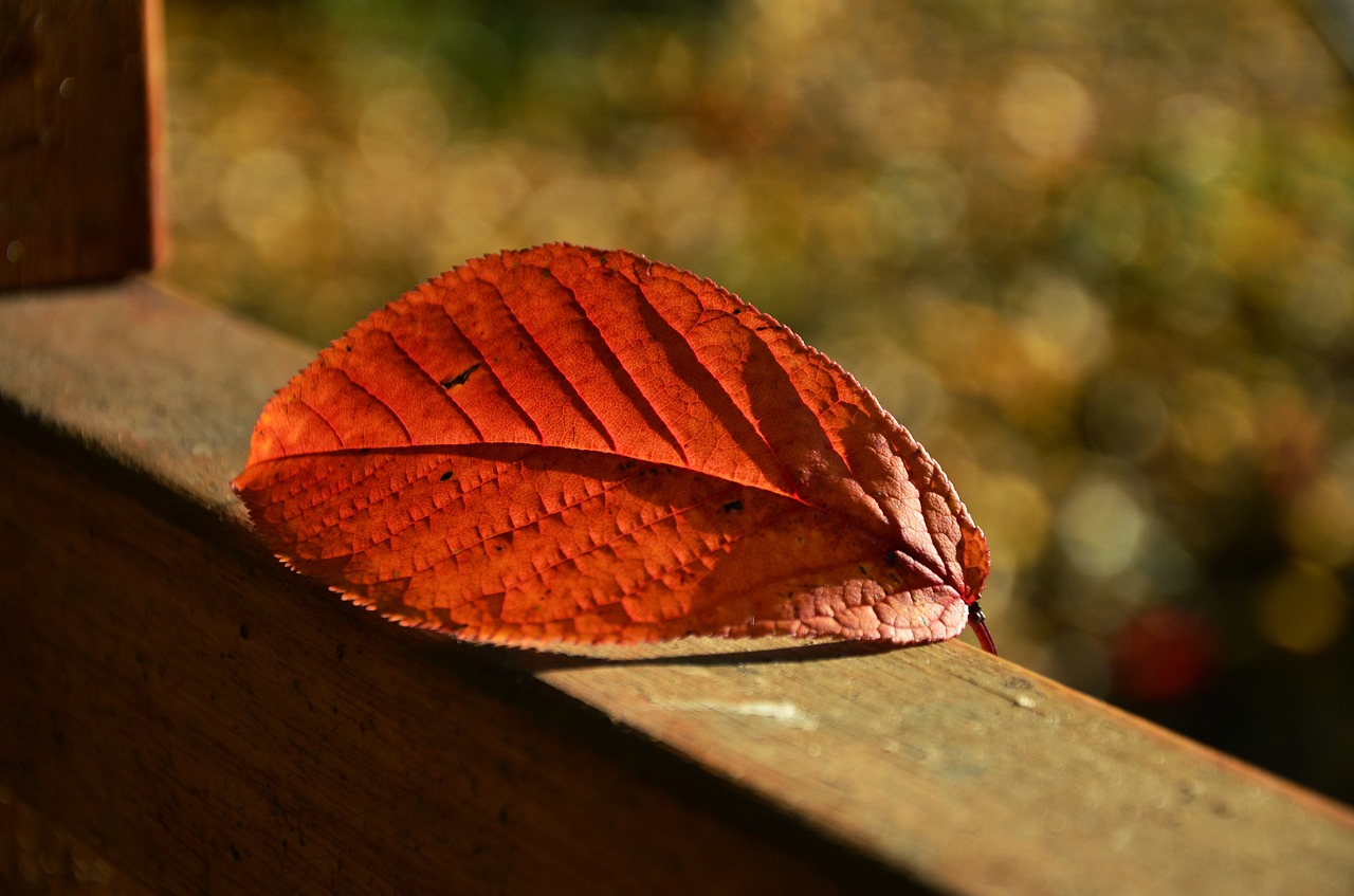 leaf autumn bokeh free photo