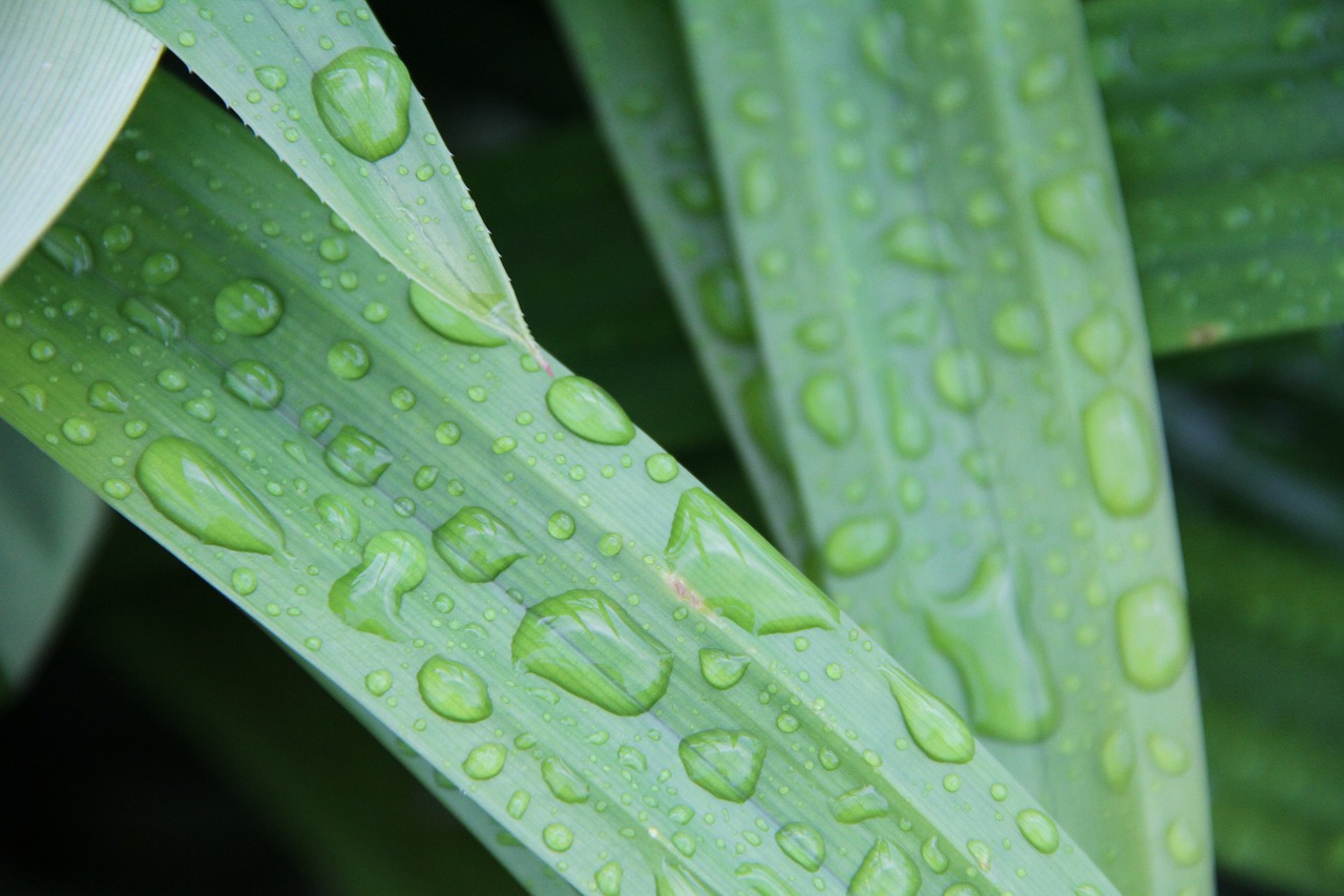 leaf rain water free photo