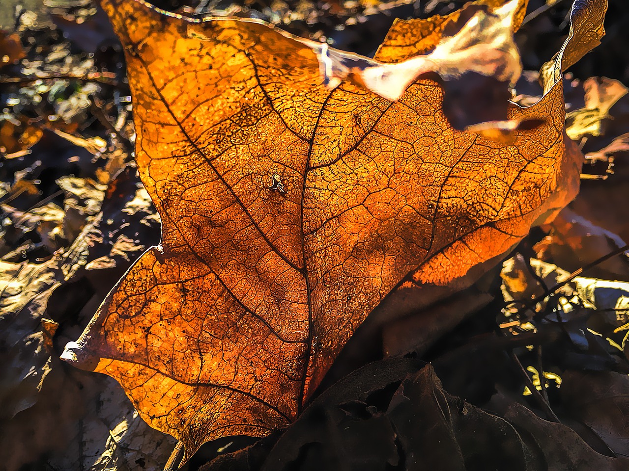 leaf fall red free photo