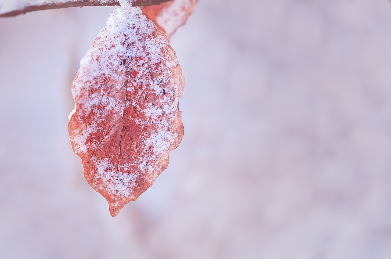 leaf leaves winter free photo