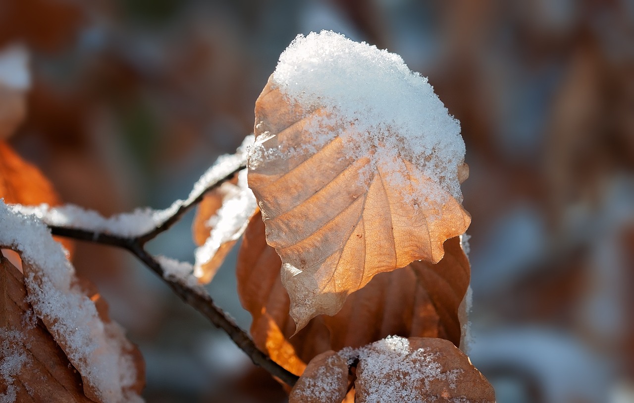 leaf leaves dry free photo