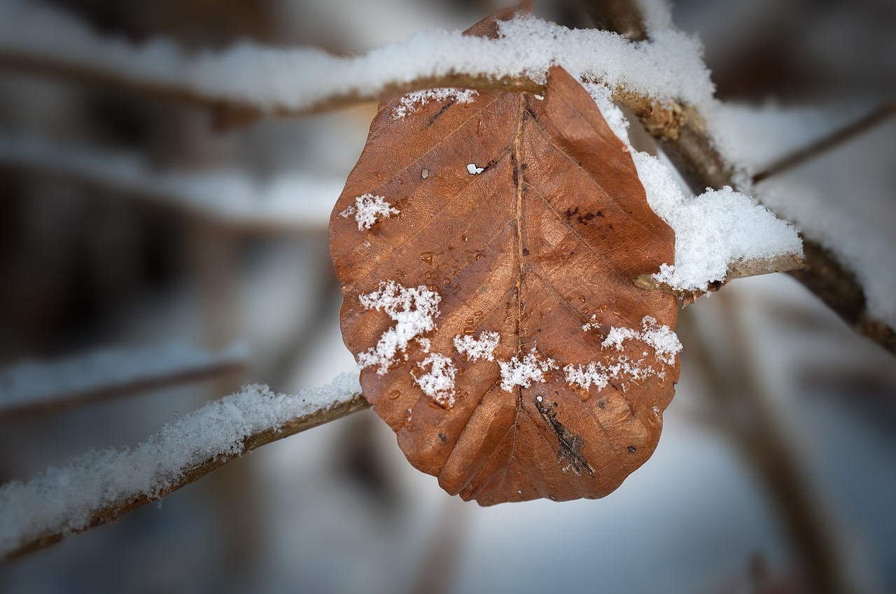 leaf leaves dry free photo