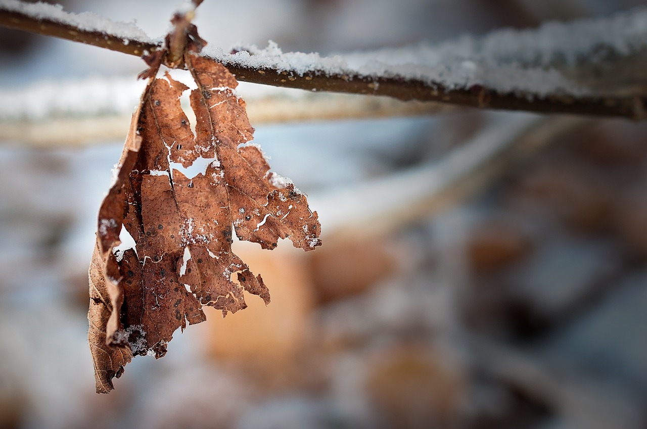 leaf leaves withered free photo