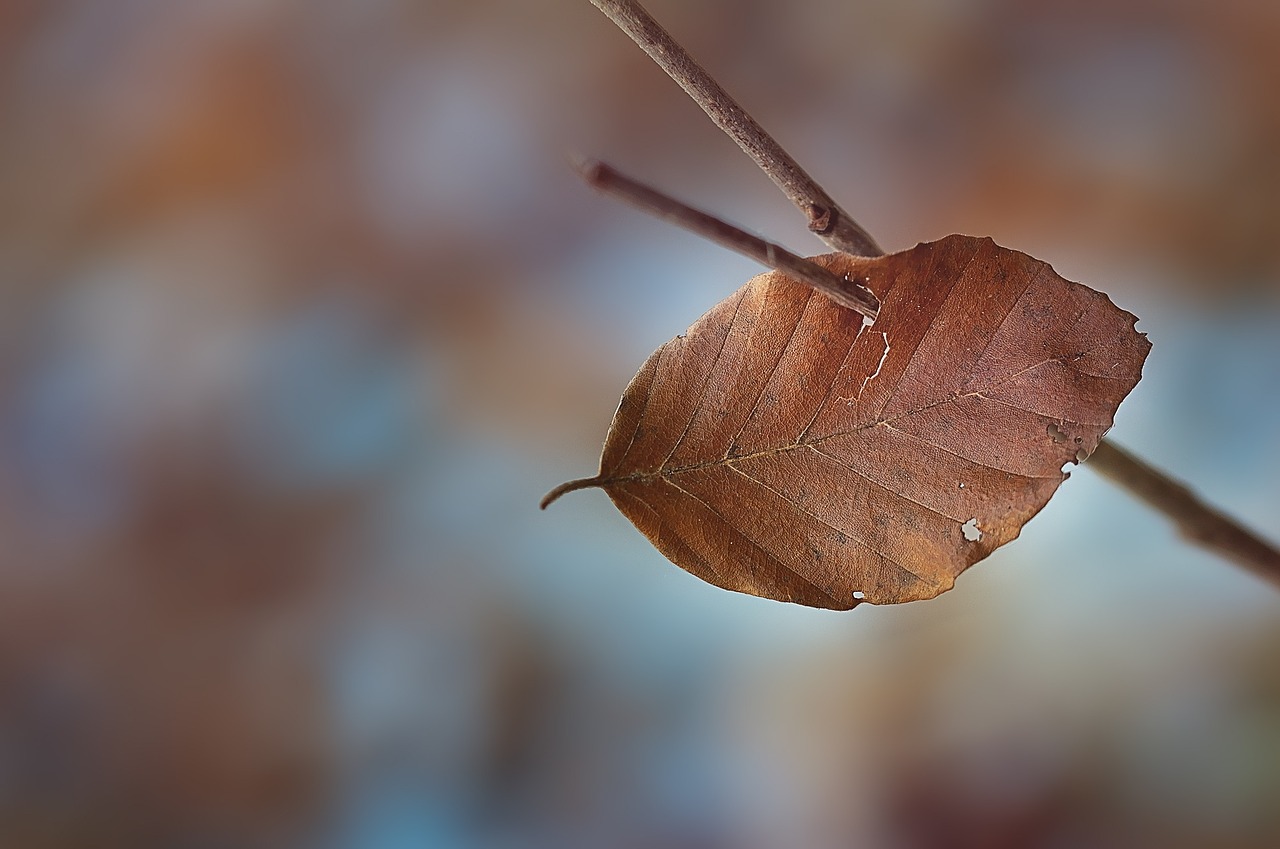 leaf foliage leaf brown free photo