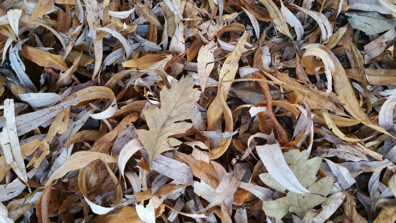 leaf leaves dry free photo