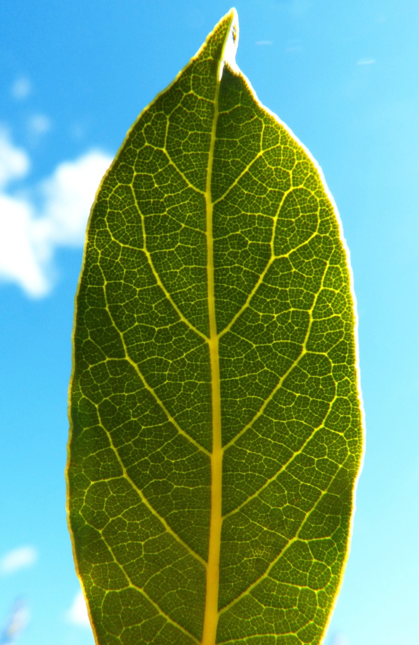 leaf laurel backlight free photo