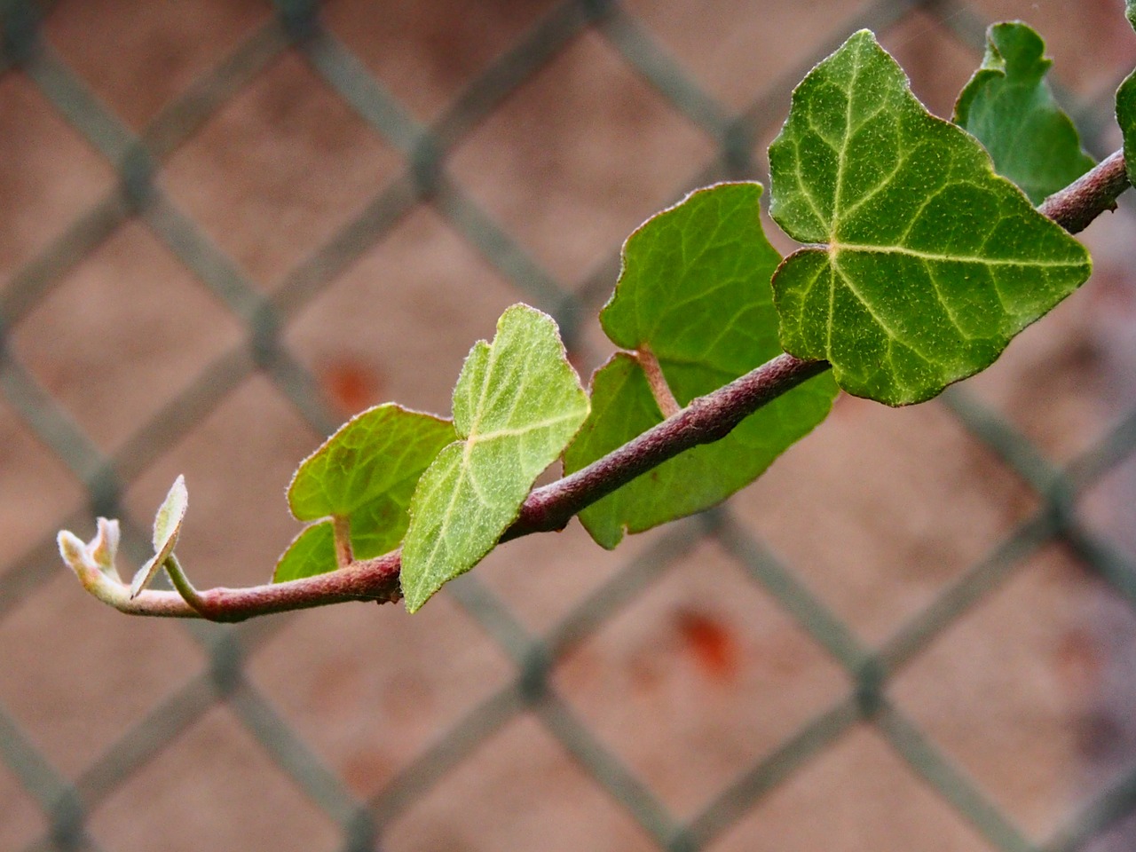 leaf green young leaves free photo