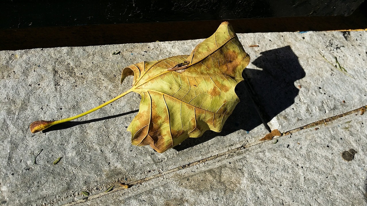 leaf autumn nature free photo