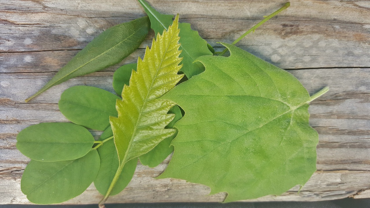 leaf leaves fall free photo