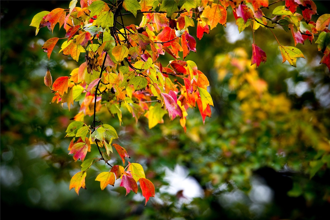 leaf color tree free photo