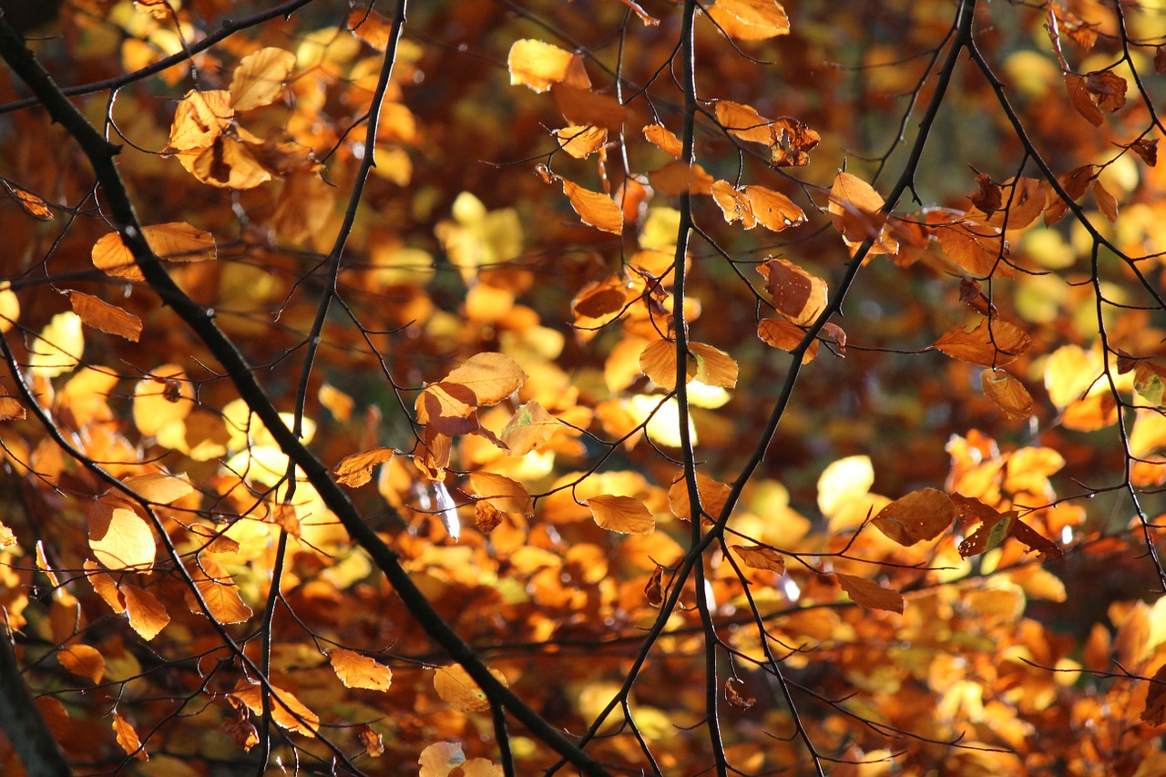 leaf backlight autumn free photo