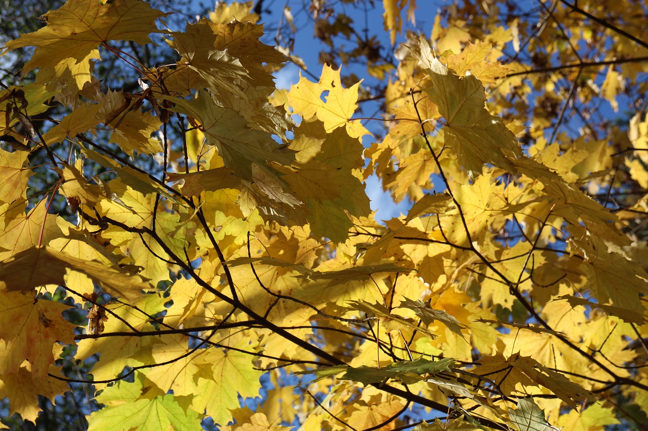 leaf autumn yellow leaves free photo