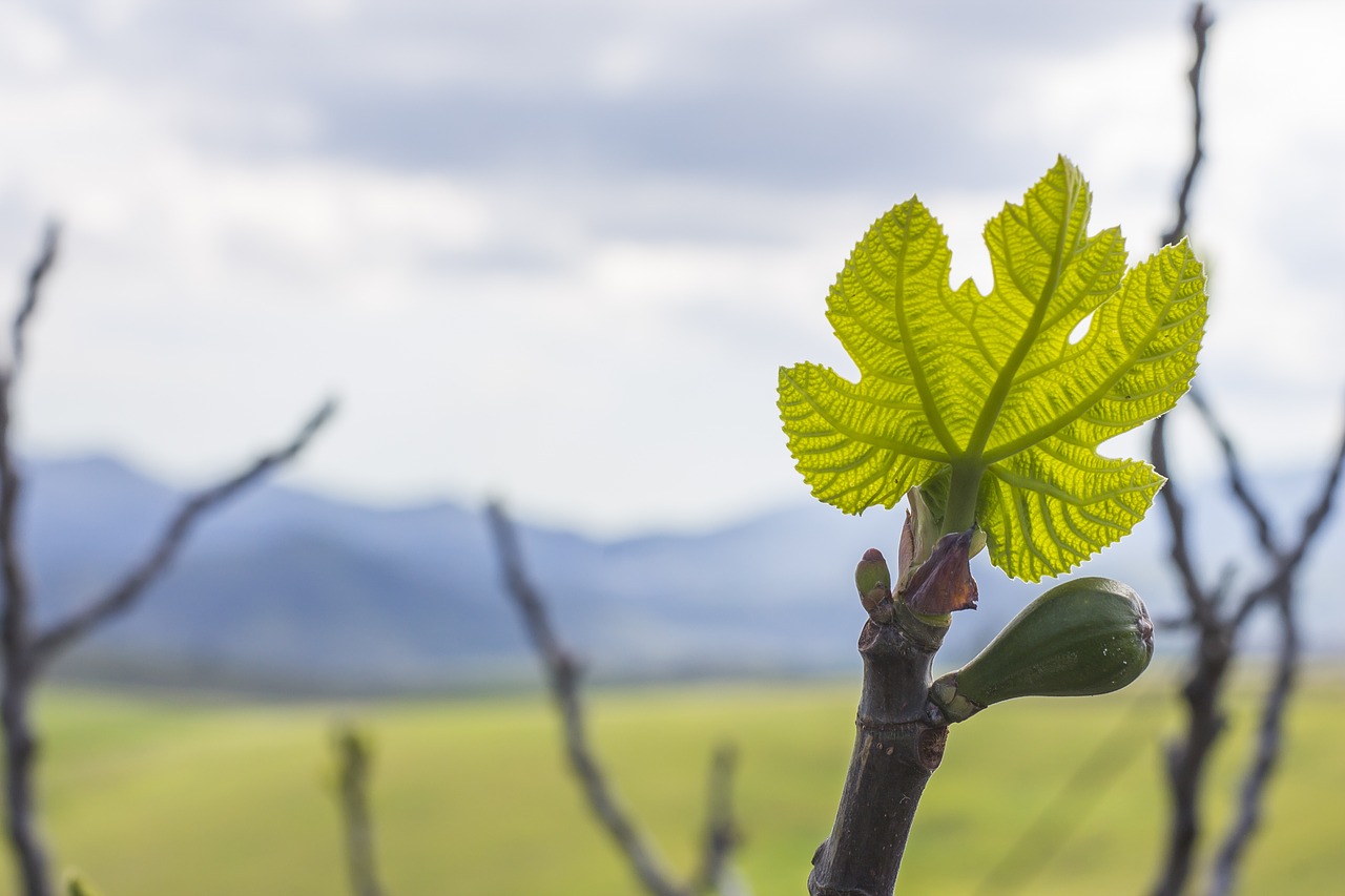 leaf fig tree fig free photo