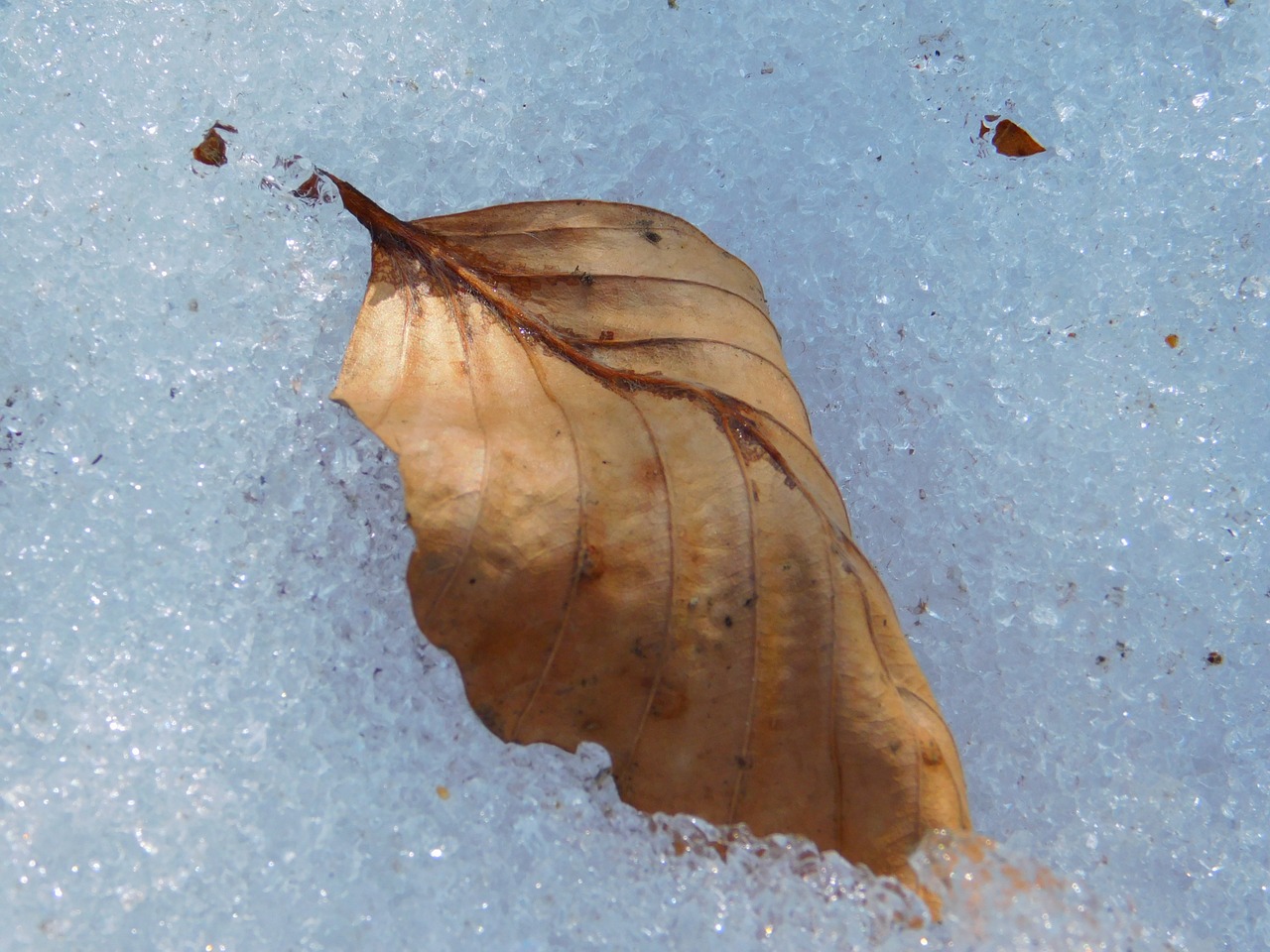 leaf snow ice free photo