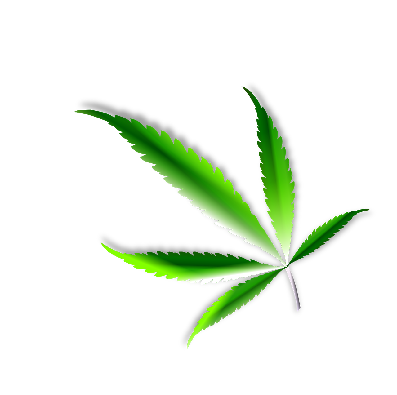 leaf marijuana weed free photo